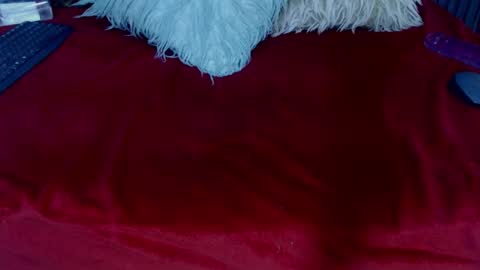 Joanandres2003 online show from January 24, 9:37 pm