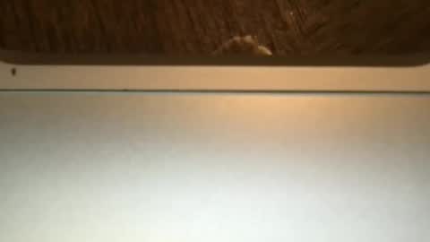 bbypiamia online show from October 23, 11:16 pm