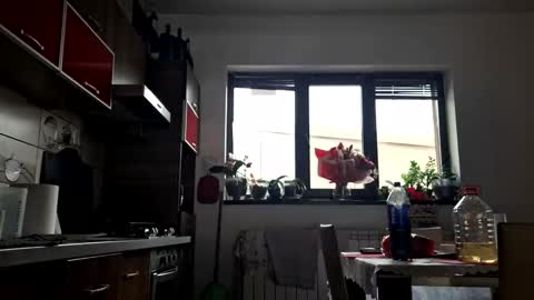 bisexdadd online show from October 12, 12:20 pm