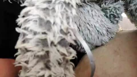 Bomberto online show from February 10, 1:55 pm