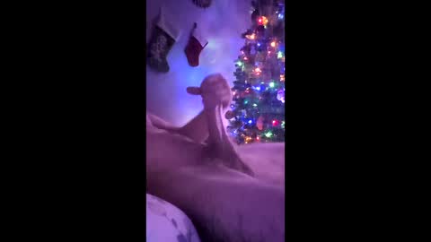 Bone daddy online show from December 21, 8:26 pm