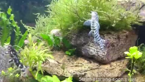 Booker Baxton online show from March 26, 3:12 am