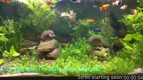 Booker Baxton online show from February 19, 4:11 am