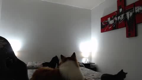 camila online show from March 8, 11:16 am