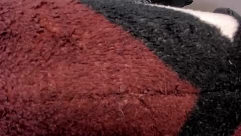 CAROLINE online show from April 23, 4:31 am