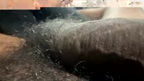 chikolindo23 online show from January 18, 3:32 pm