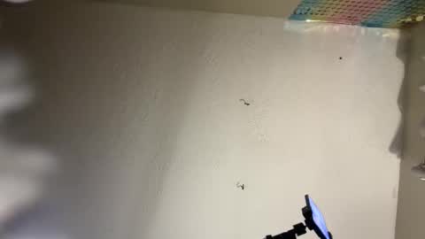 Dani Dragon online show from February 8, 10:50 am