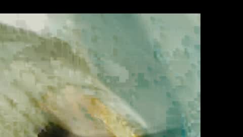 dandeb online show from January 19, 1:21 pm