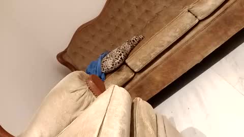 Diego online show from January 14, 4:53 am