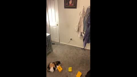 Drippy kitty  online show from January 18, 1:58 am