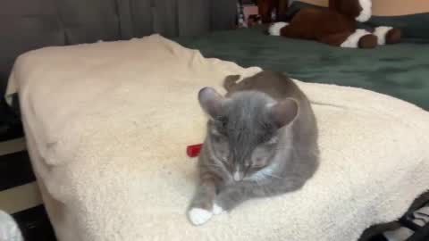 Ella online show from April 24, 2:19 pm