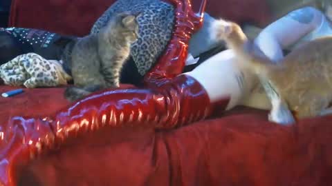 freakyspun101 online show from January 13, 9:52 am