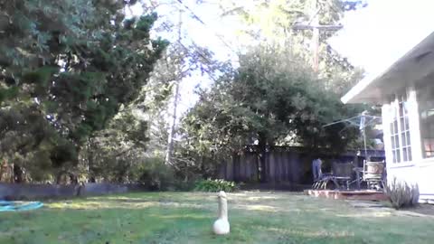 Snapshot of handysmurf chatting on December 5, 10:17 pm HandySmurf online show from December 5, 10:17 pm