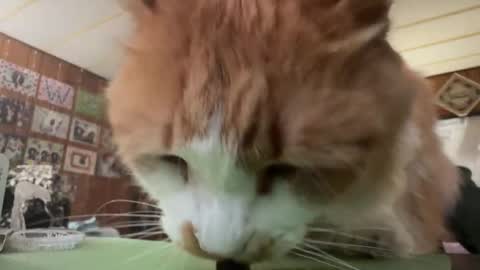 Carter online show from January 16, 3:15 am