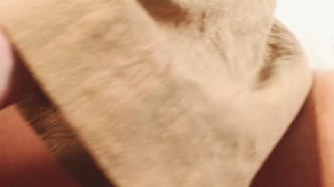 Ingret online show from December 13, 2:49 pm