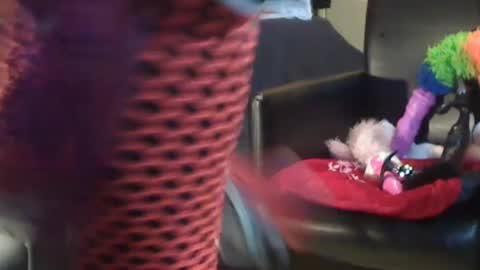 JACKSLUT BUY ME . FAN CLUB MEMBERS AND THOSE WHOM THE MEMBERS INDICATE SISY SLUT PROVIDES THEM  FREE SERVICES online show from December 28, 10:58 am