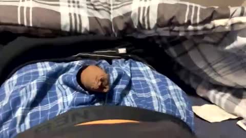 king1x3 online show from January 11, 9:54 pm