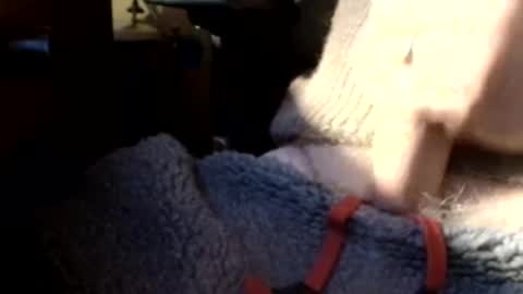 BIG Daddy cock. Tips make it harder  online show from March 8, 9:57 am