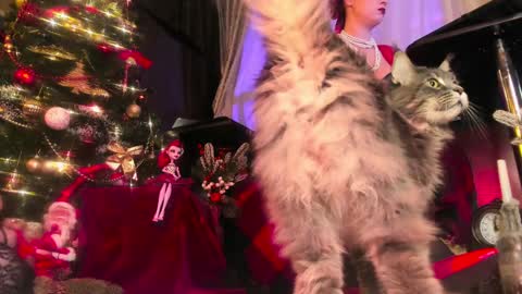 missAsmodeus online show from December 24, 9:00 pm