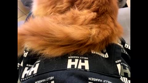 oggs48 online show from November 1, 1:43 pm