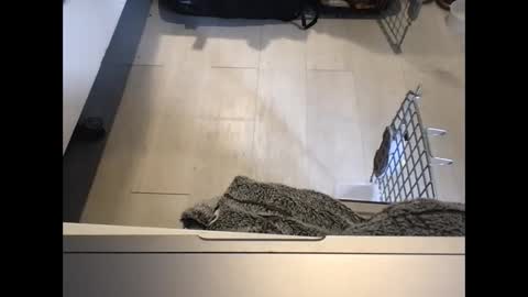 Redfox online show from December 4, 3:55 pm