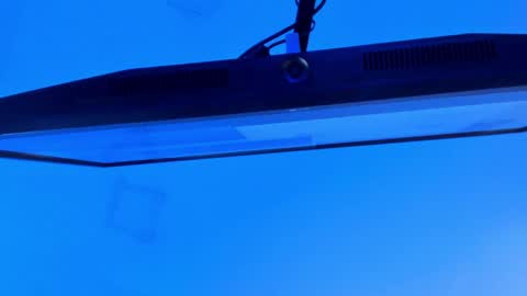 Sebastian online show from April 13, 9:30 pm