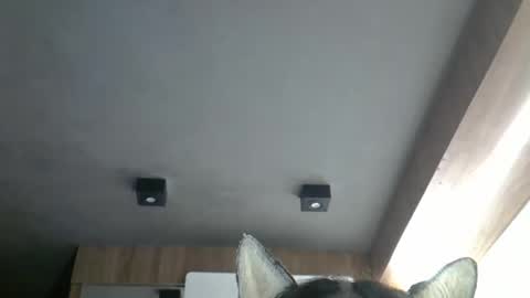skinnykittencam online show from May 2, 2:28 am