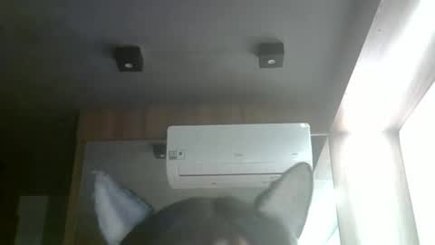 skinnykittencam online show from May 26, 9:21 pm