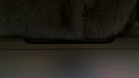 Timplaw online show from February 11, 1:20 pm