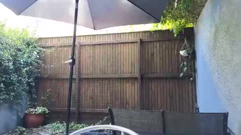 Topsy online show from February 19, 8:35 am