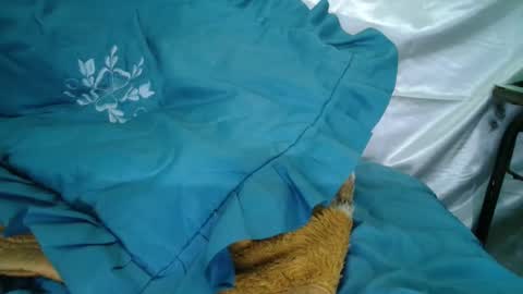 transexdotada online show from October 23, 5:14 pm