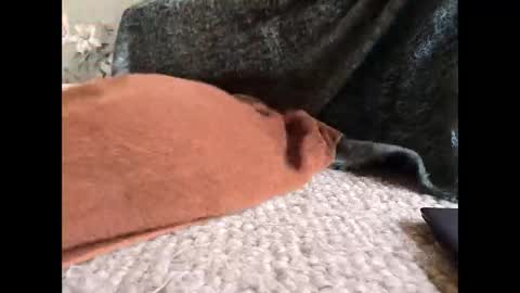 Veined lollypop online show from March 31, 9:21 am