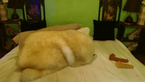 PAMPAM online show from February 28, 7:46 pm