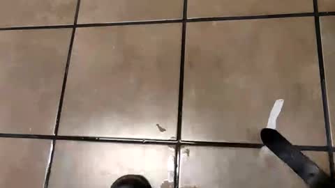 yangolox3 online show from February 26, 10:29 am