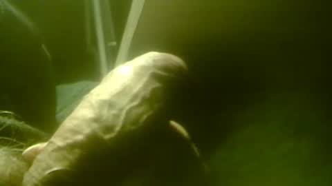 zaboski4 online show from December 1, 8:56 am